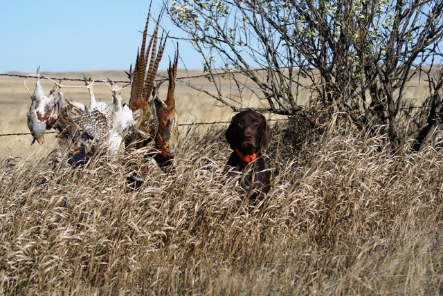 Three pheasants, two sharptails and two huns in North Dakota, 2008