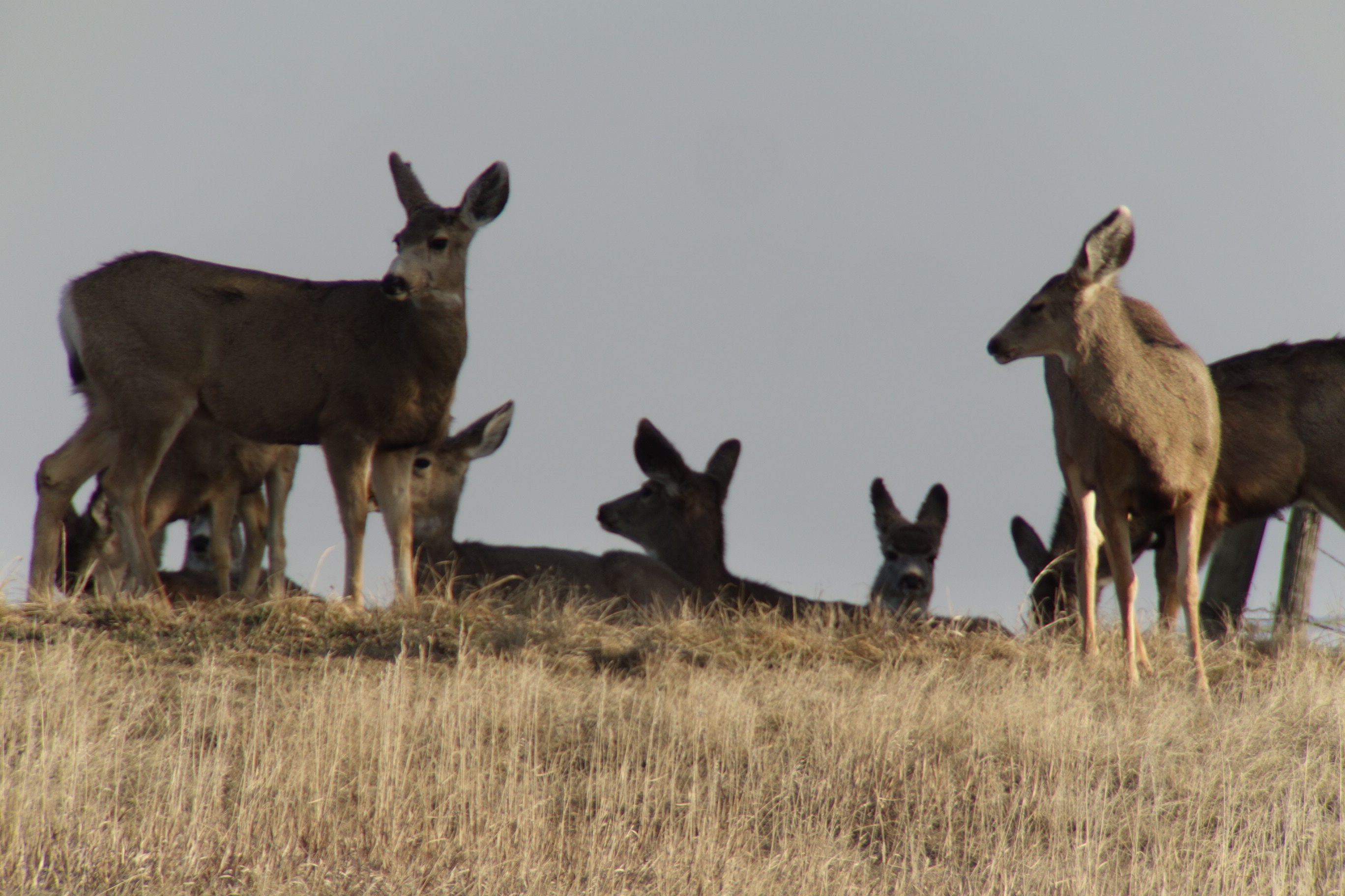 deer3_03.13.14.jpg