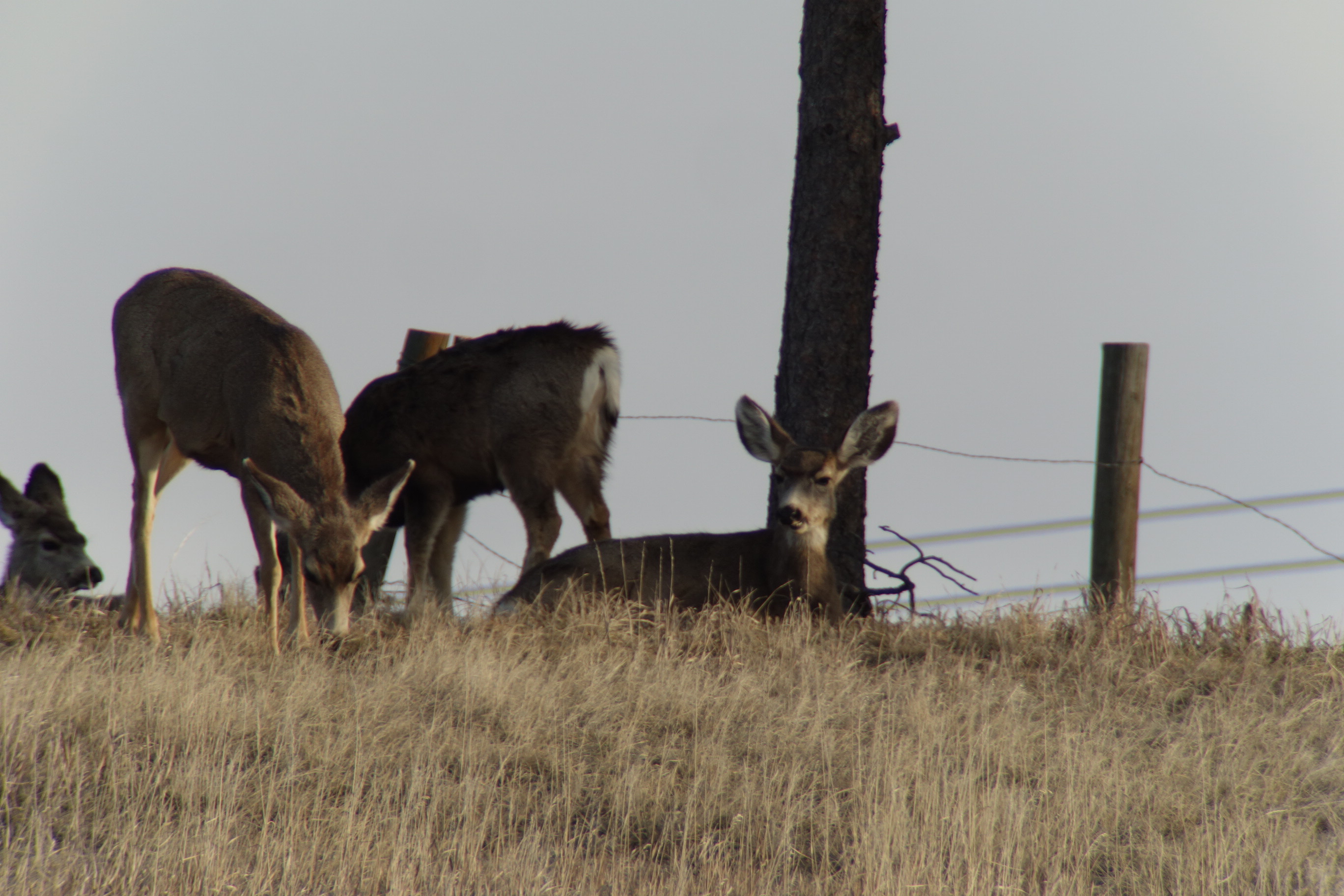 deer4_03.13.14.jpg