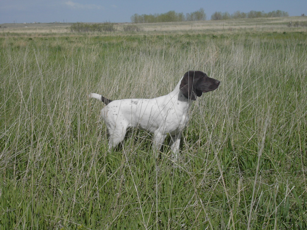 On point at 17 weeks