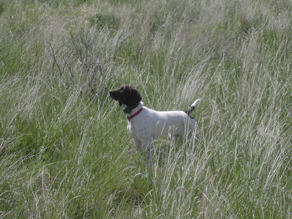 On point at 18 weeks