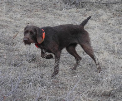 Maddie, a Pudelpointer